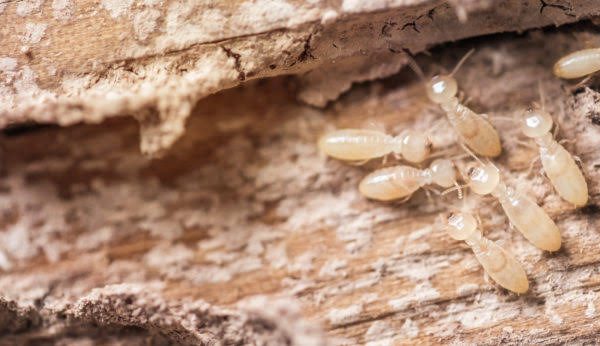 شركة مكافحة النمل الابيض في دبي